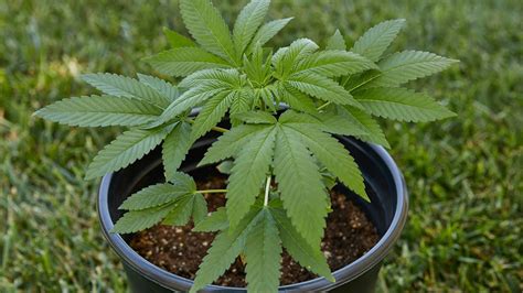 Former baby food plant to start growing marijuana