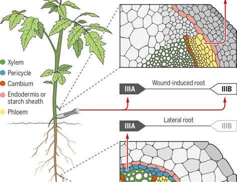 Forming roots from shoot Science