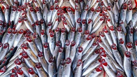 Formosa , en son 6 yılın en yüksek yedi cihaz bebek enterovirüs olgu rapor ediyor.