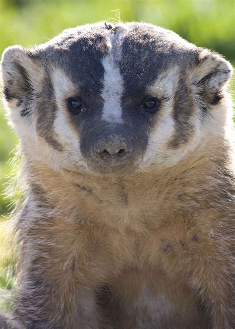 Formosan ferret-badger - Wikipedia
