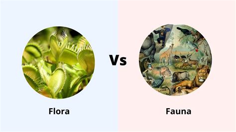 Question 1: Give one difference between flora and fauna. Answer 1: A major difference between flora and fauna is that flora is composed of plants whereas fauna refers to animals. Question 2: What is the economical importance of flora and fauna? Answer 2: The flora and fauna are economically important because of their contribution to tourism. In …. 
