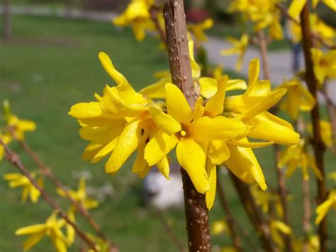 Forsythia (Golden Bell) – A to Z Flowers