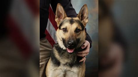 Fort Collins K-9 retires after more than 7 years of service