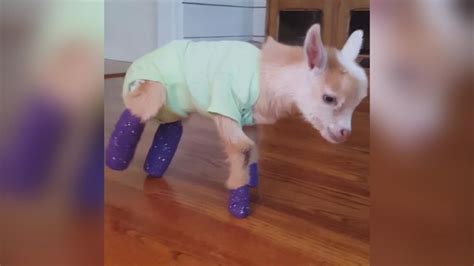 Fort Lupton rescue goat learning to walk on new prosthetics