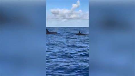 Fort Pierce fisherman captures remarkable encounter with 2 pods of killer whales