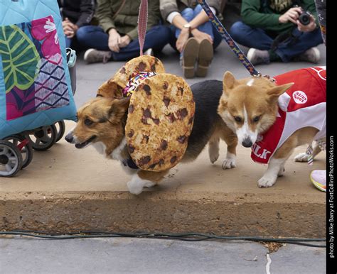 Tour de Corgi brings corgis and their owners to downtown Fort Collins, where the pups gather for a costume contest before setting off on the event's annual afternoon corgi parade. When...