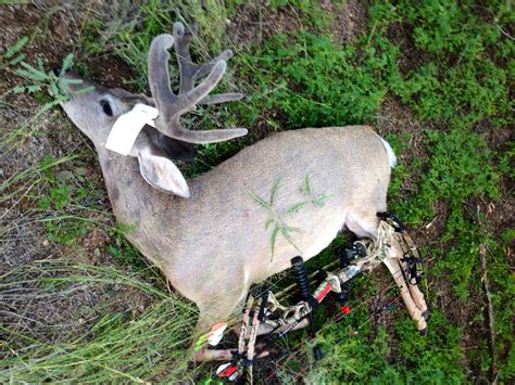 Fort Huachuca in Unit 35A. 20 Antlered Deer Hunt Permit-tags. Post permit required. (See 2024-25 AZ Hunting Regulations for definition of Youth). General Weapons Deer: Nov 22-Dec 01, 2024: 1902: Fort Huachuca in Unit 35A. 100 Antlered White-tailed Deer Hunt Permit-tags. Post Permit required. Dec 13-Dec 31, 2024: 1903: Fort …