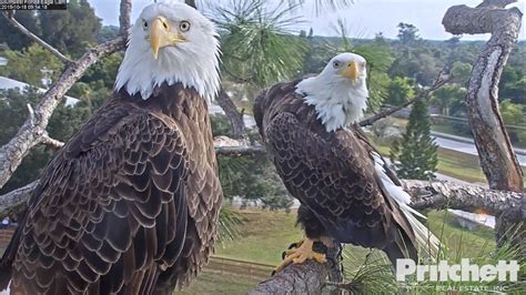 Fort myers eagle cam. Things To Know About Fort myers eagle cam. 