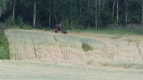 Fortsatt m&ouml;rkt n&auml;r Niklas Natt och Dag avslutar sitt 1700
