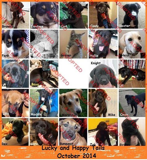 We save and rescue dogs and puppies from unfortunate kill situations. We foster all of our dogs before they are adopted to approved families or individuals. Home. Adoptable Dogs. Apply. Foster. Ways to Donate. Individual Giving ... Fortunate Pooches and Lab Rescue Saving Lives Since 2002.. 