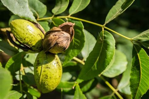 Foshee Family Pecans (501) 354-3791 Atkins, Arkansas