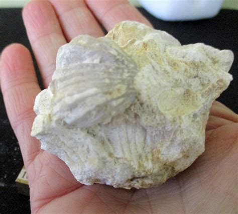 You probably wouldn’t expect to find the history of our planet. But that’s what researchers have been deducing from a 70-million-year-old fossil clam. They opened up this mollusk’s secrets .... 