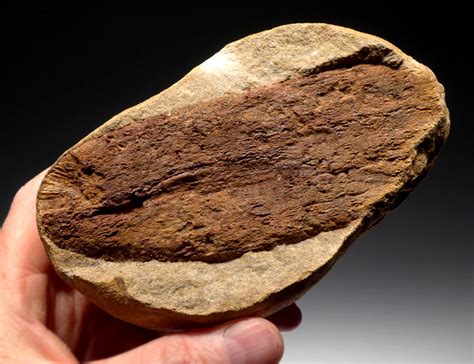 This central fragment can be a fully-formed fossil or piece of shell. The crab carapaces found in these concretions are often exquisitely preserved, with a dimpled maroon sheen appearing as the crab’s rock case breaks away. These concretions stand out clearly in the field because the rocks of the Lincoln Creek formation break and crumble easily. . 