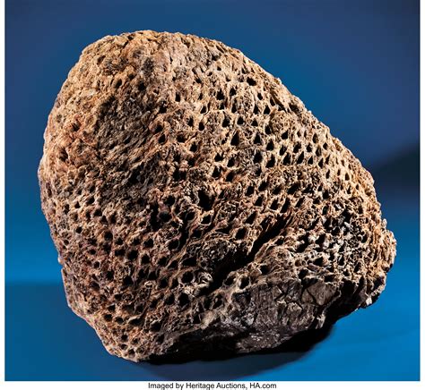 Other Mesozoic fossil cycads (e.g., Charmorgia, Lyssoxylon, Lioxylon) have endarch petiole vascular bundles that in some cases were previously considered more similar to those of Bennettitales .... 