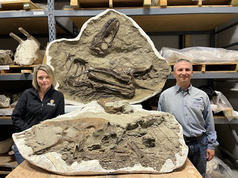 Fossil from Alberta badlands finds prey inside the stomach of young tyrannosaur