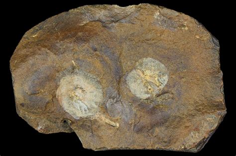 The discovery of an 80-million-year-old fossil plant pushes back