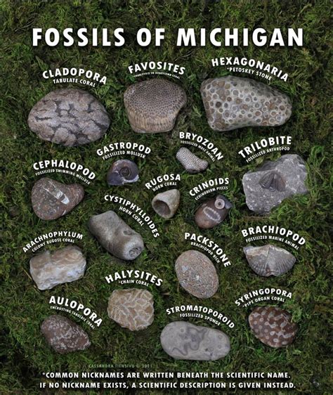 Fossil hunting in the great lakes state an amateurs guide to fossil hunting in michigan. - Kymco yup 50 scooter service reparaturanleitung.