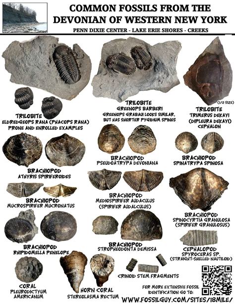 The clearest and sharpest recognition guides to the natural world, Handbook of Fossils make identification of individual species …. 