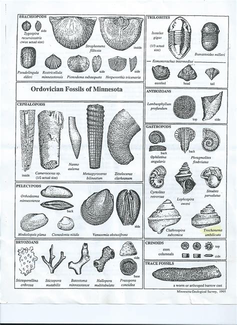 Fossil identification guide. The earliest fossils discovered date from 3.5 billion years ago, however it wasn’t until approximately 600 million years ago that complex multicellular life began to enter the fossil record, and for the purposes of fossil hunting the majority of effort is directed towards fossils of this age and more recent. 