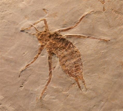 Insect fossils are often three dimensional preservations of the original fossil. Loose wings are a common type of fossil as the wings do not readily decay or digest, and are often left behind by predators.. 