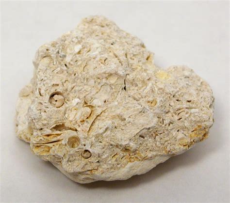 constituent is one type of fossil is known by the name of this fossil; examples are crinoidal limestone, blastoidal limestone, and coquinal limestone. What is commonly called …