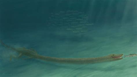 Fossil mystery solved: Super-long-necked rept EurekAlert!