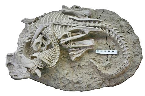 Fossil of Dinosaur Eating a Mammal Found in China