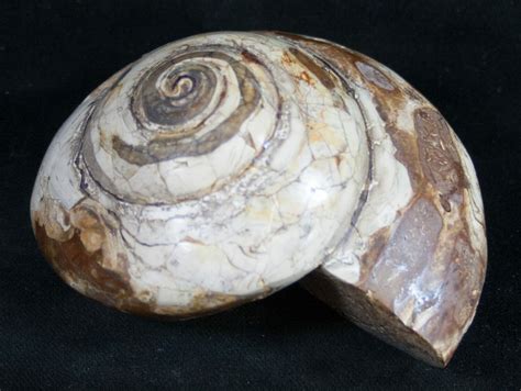 The milk snail’s shell is relatively small an