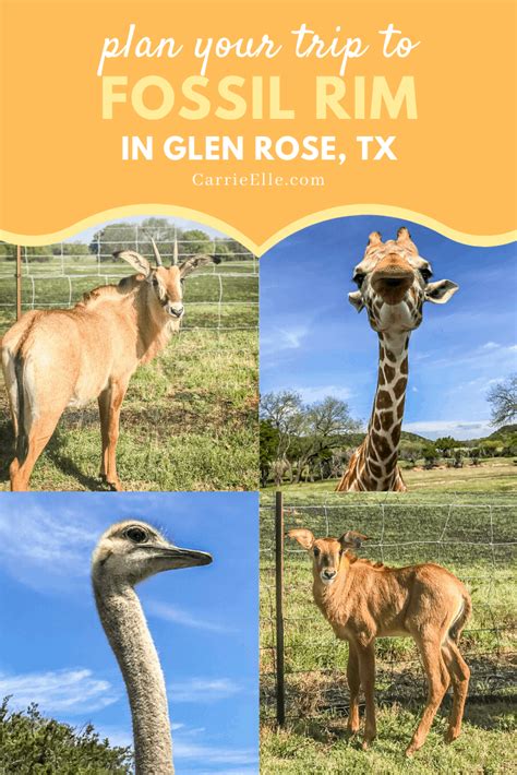 Fossil rim glen rose. Specialties: Fossil Rim Wildlife Center is where Africa comes to Texas. Our 1,800-acre preserve holds a 7.2-mile scenic drive where you can interact with over 1,100 threatened and endangered animals roaming free in their herds. Stay in your car, reserve your spot on a guided tour, or even spend a night at our Safari Camp or Lodge to see over 50 different … 