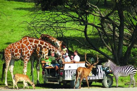 Fossil rim wildlife park. The price is $64.95 per person. A max of 10 people are allowed on each tour. NO GUEST UNDER AGE 7. Closed-toed shoes are required. Please arrive at least 15 minutes before tour begins. Refunds can be issued up to 72 hours before your tour. Public tours can be rescheduled up to 24 hours in advance once without a fee. 