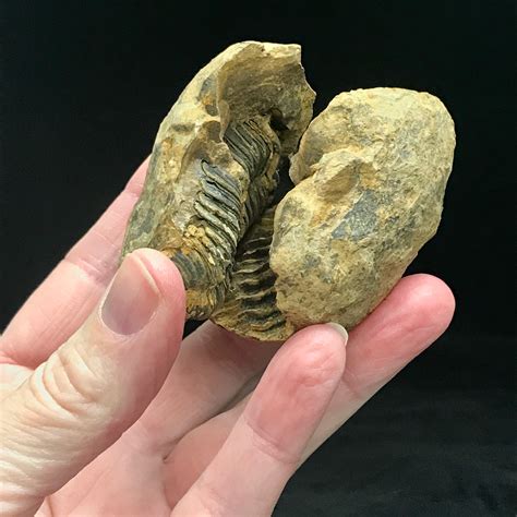 Fossil rock. 11.7" Ammonite Fossil With Mosasaur Bite Marks - Precious Ammolite! $27,500. 32" Giant Permian Amphibian (Sclerocephalus) - Pfalz, Germany. $19,500. 9.8" Brilliant Ammonite Fossil Preserved In Precious Ammolite! $19,500. 37" Museum Quality Paddlefish Fossil (Crossopholis) - Wyoming. $14,950. 