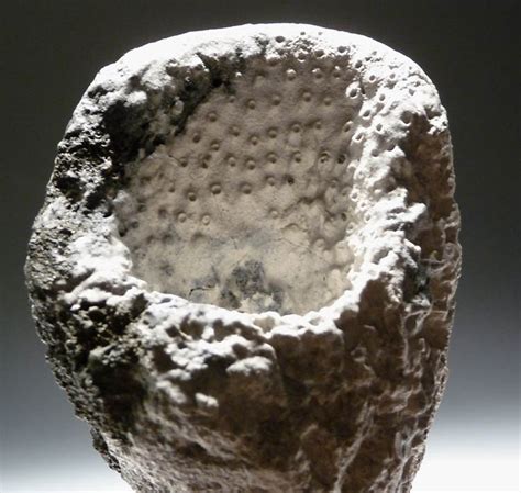 Fossil sea sponge. Many of the densest deep-sea sponge grounds have been found on the shelf breaks of the North Atlantic, the Western Canadian margin, ... Sponges associated with fossil seep detritus. 