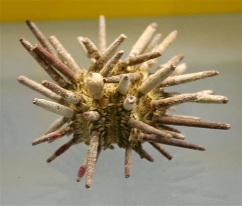 Sea urchins have unique anatomy. Sea urchins are covered by rigid exoskeletons made from calcium carbonate, also known as chalk. The spines on their body are divided into two categories: primary for longer spines, and secondary for shorter ones. Scattered among their spines are holes for tentacle-like objects called tube feet.. 