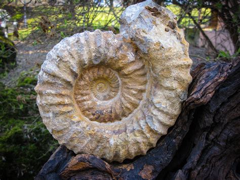A nine-year-old fossil hunter had the find of his life when he stumbled on a 200-million-year-old ammonite. Eli was out on Sunday with his family at Llantwit Major beach in Vale of Glamorgan when .... 