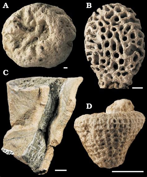 Support for this Cellularia/Symplasma hypothesis includes the fact that the oldest fossil sponge is a hexactinellid assigned to the genus Paleophragmodictya. This sponge was found in South Australia and belongs to the Ediacaran fauna. Additionally, and, most importantly, the hexactinellids contain syncytial tissues, which are believed to be .... 
