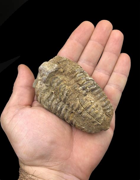 Trilobites, while in decline, still produced species like Arctinurus boltoni, and continued to thrive in the world's oceans where they were joined by an ever-growing variety of fish, as well as by various species of eurypterids. Life returned to the land where plants began to dominate the landscape. At this time, four distinct continents .... 