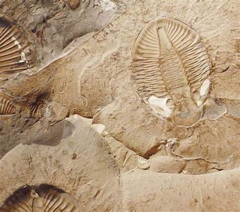University of Edinburgh. "Fossil study sheds light on famous spirals found in nature." ScienceDaily. www.sciencedaily.com / releases / 2023 / 06 / 230616161908.htm (accessed October 22, 2023).. 