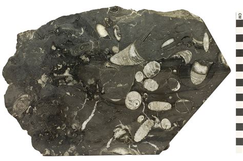 Shale. Type, Sedimentary Rock. Origin, Detrital/Clastic. Texture, Clastic; Very fine-grained (< 0.004 mm). Composition, Clay minerals, Quartz. Color, Brown.. 
