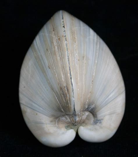 Fossilized clams. Diane Samson, Tech Times 24 July 2019, 12:07 am. Researchers analyzing fossilized clams unearthed from a quarry in Sarasota County in Florida made an unusual discovery: dozens of tiny, silica ... 