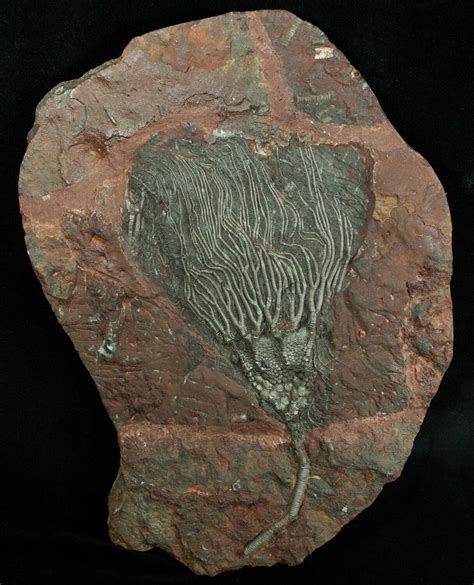 Fossilized crinoids. Cyathocrinites, extinct genus of crinoids, or sea lilies, found as fossils in Silurian to Permian marine rocks (between 444 million and 251 million years old). The genus is especially well represented in the Early Carboniferous Epoch (359 million to 318 million years ago), a time that saw an abundance of many crinoids. More than 100 species of … 