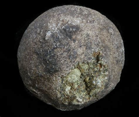 Jan 5, 2017 · A fossilised fruit dating back 52 million years has been discovered in South America. The ancient berry belongs to a family of plants that includes popular foods such as potatoes, tomatoes and ... . 