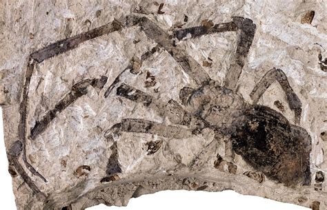 The fossilized spiders, insects, leaves and fish