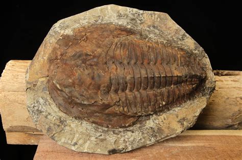 Trilobites probably arose from a soft bodied ancestor in the Pre-Cambrian. The first actual trilobites fossils found are from the Cambrian. Based on the variety .... 