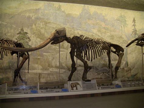 Fossils from the cenozoic era. Things To Know About Fossils from the cenozoic era. 