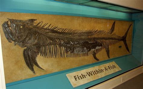 Exceptionally good fossil specimens found in the upper Cretaceous beds have made Kansas rocks world-famous among the fossil experts. These fossils include fishes (fig. 21), batlike flying reptiles, the sea serpents called mosasaurs, and toothed swimming birds.. 