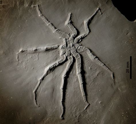 A collection of spider fossils was discovered in South Korea, including two with eyes that appeared to glow, according to a study. The fossils were discovered in an area of shale rock in South ....