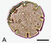 Fossilworks: Nothofagidites