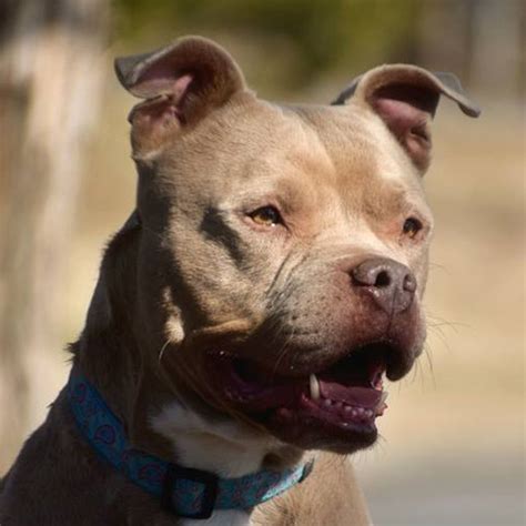 Foster : American Pit Bull Foundation