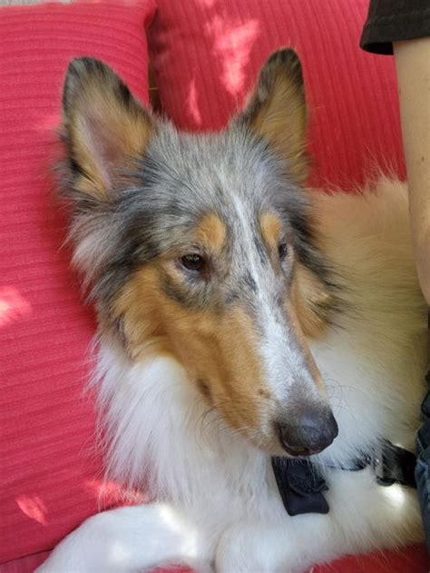 Foster Process - Rocky Mountain Collie and Sheltie …