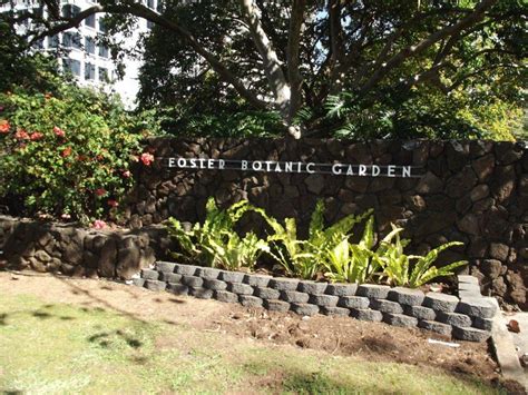 Foster gardens oahu. Mar 3, 2023 - This 14-acre garden is home to over 4,000 species of rare tropical plants. 